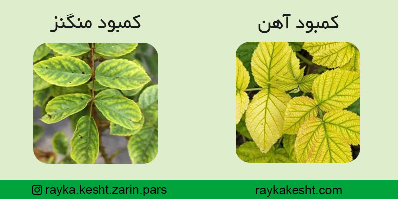 تفاوت کمبود آهن و منگنز در گیاه